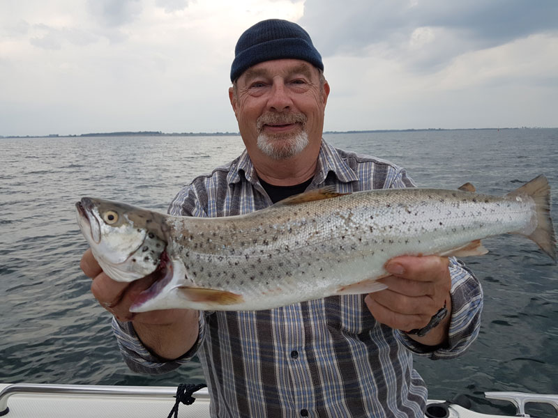 Meerforelle Meerforelle